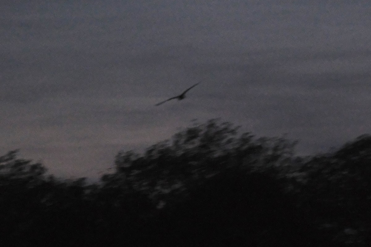 Lesser Nighthawk - ML643189633