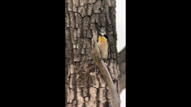 White-fronted Woodpecker - ML643189635