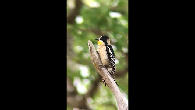 White-fronted Woodpecker - ML643189639