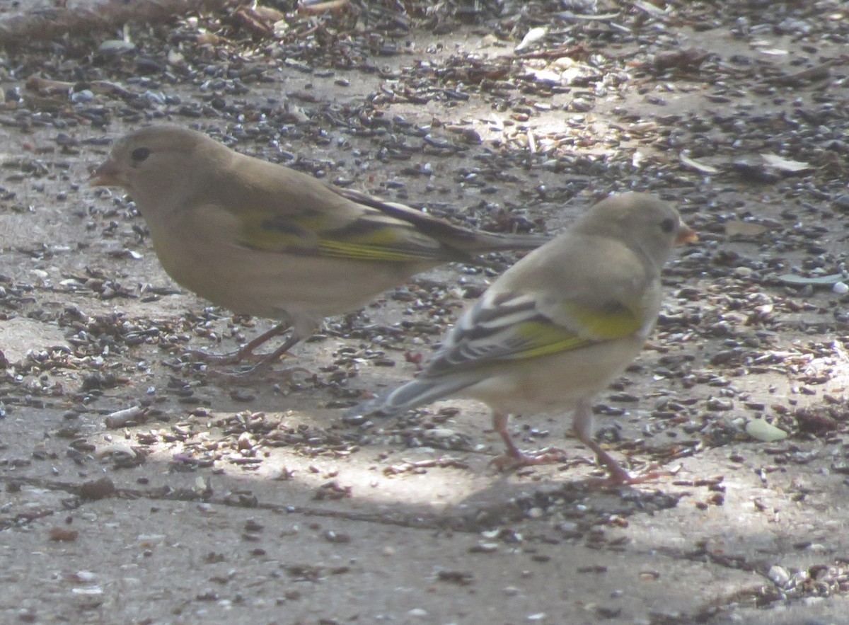 Lawrence's Goldfinch - ML643189640