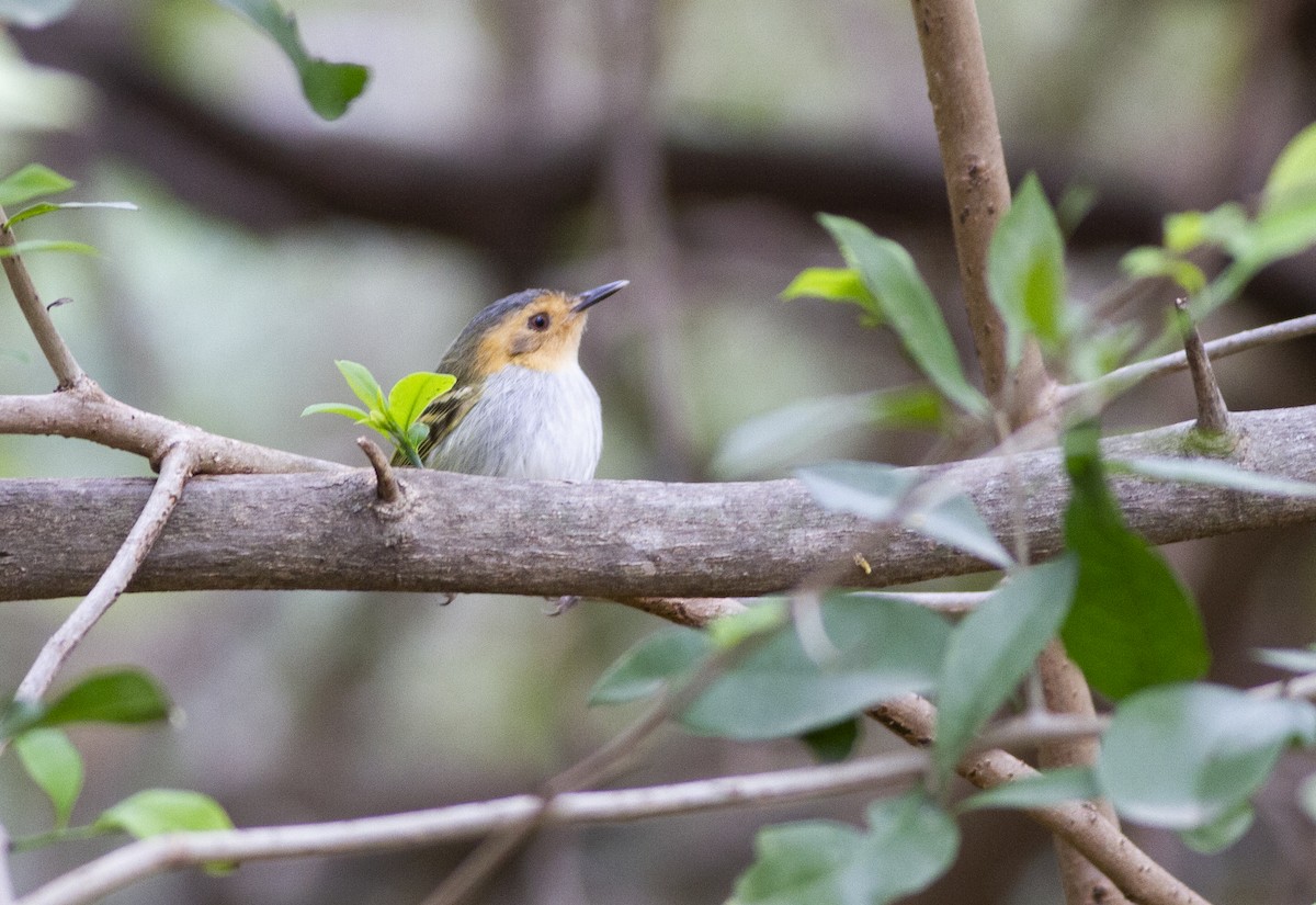 Ochre-faced Tody-Flycatcher - ML643189643