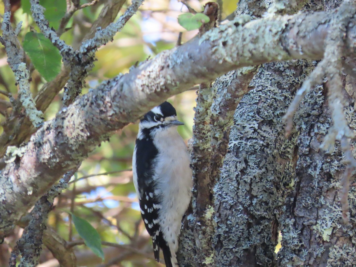 Downy Woodpecker - ML643189648