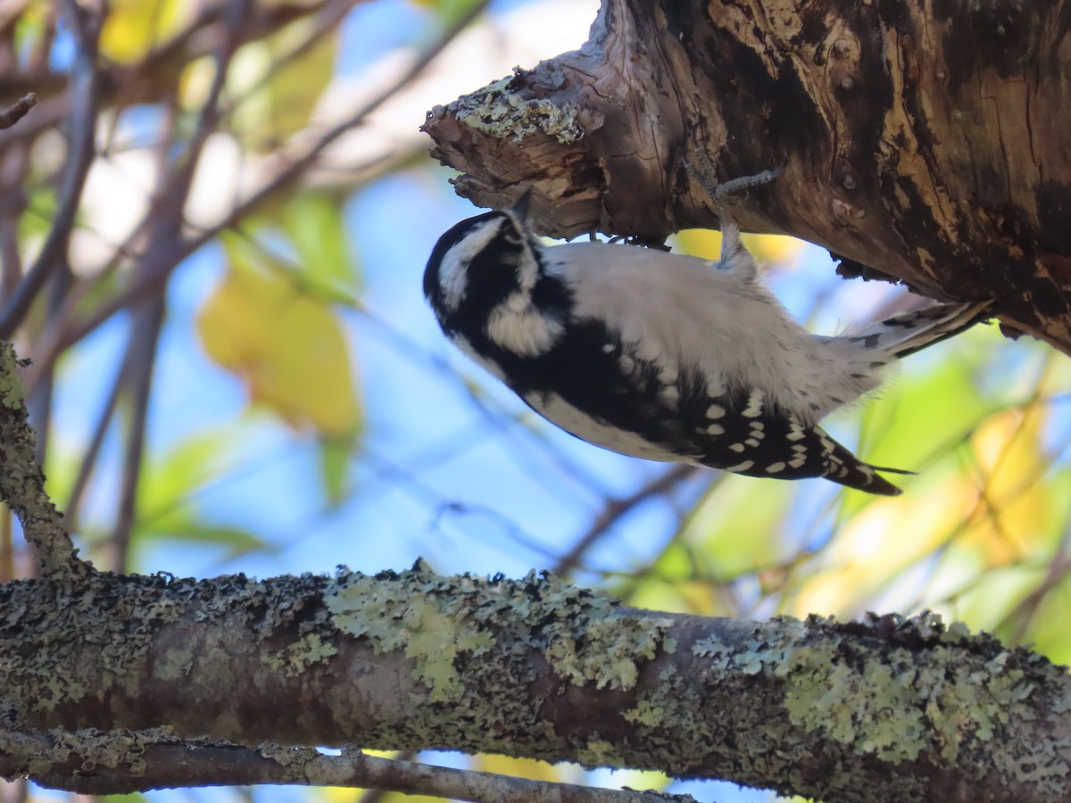 Downy Woodpecker - ML643189652