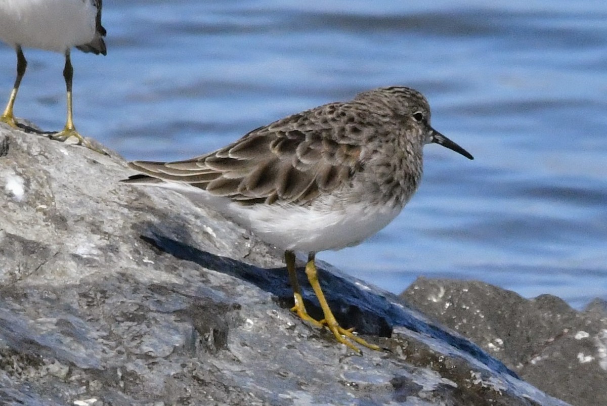 Least Sandpiper - ML643189680