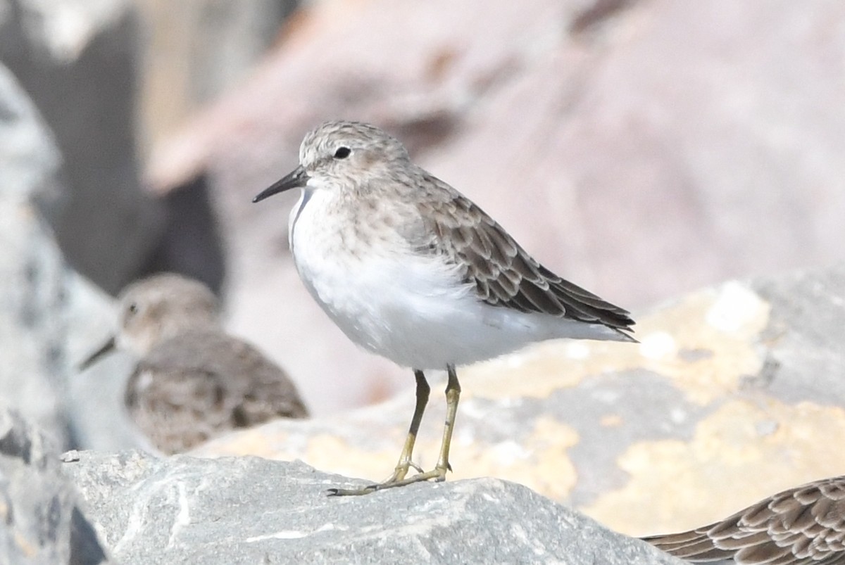 Least Sandpiper - ML643189681
