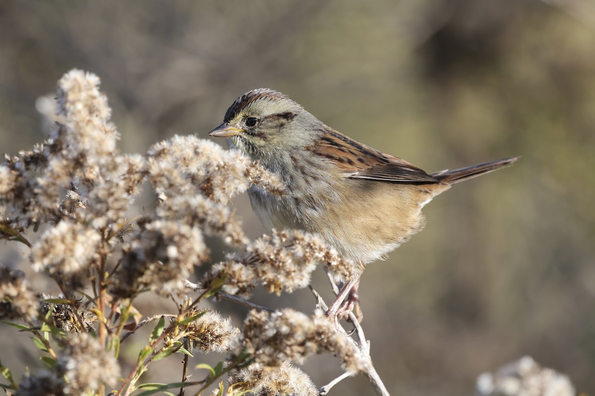 Swamp Sparrow - ML643189687