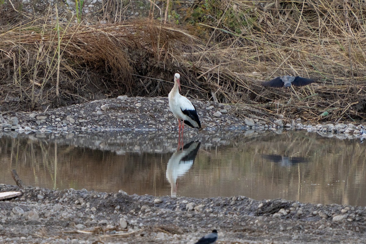 White Stork - ML643189688