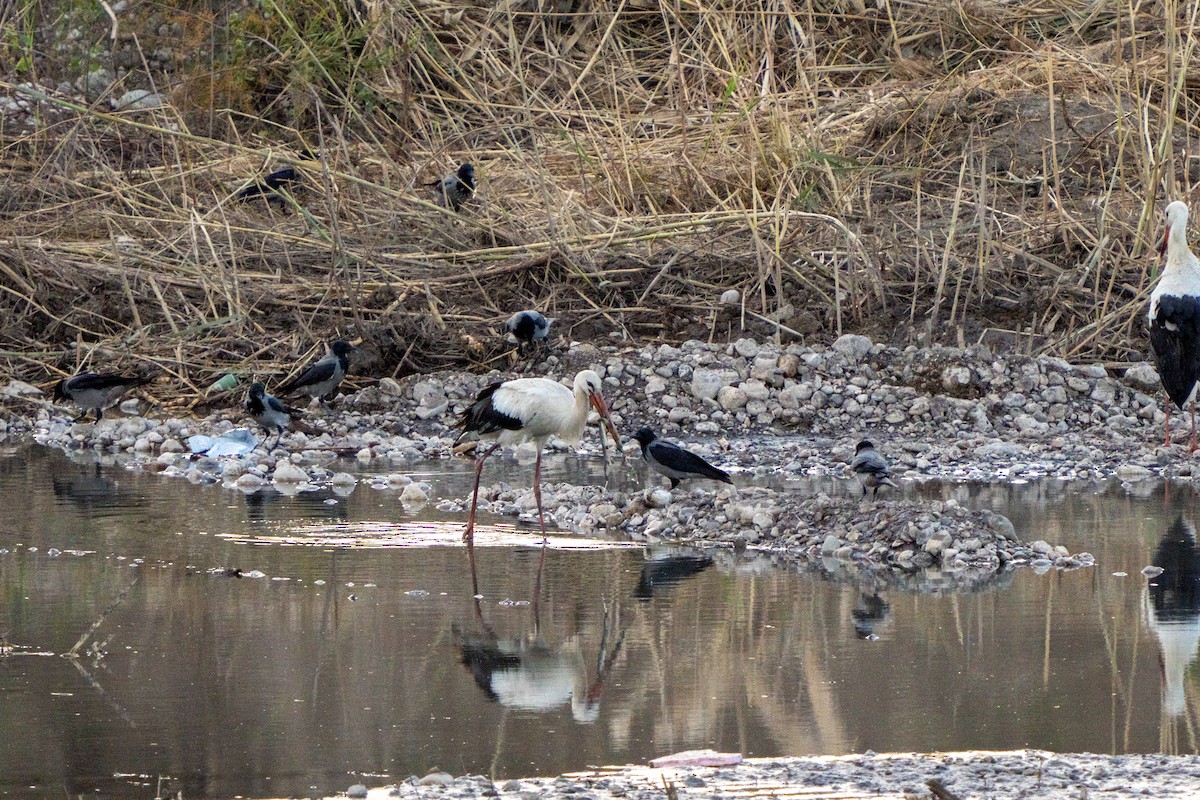 White Stork - ML643189689