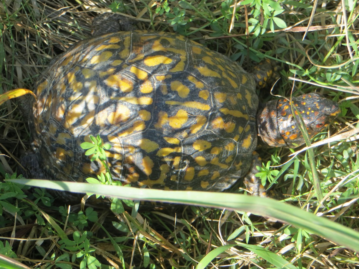 Animals - ML643189690