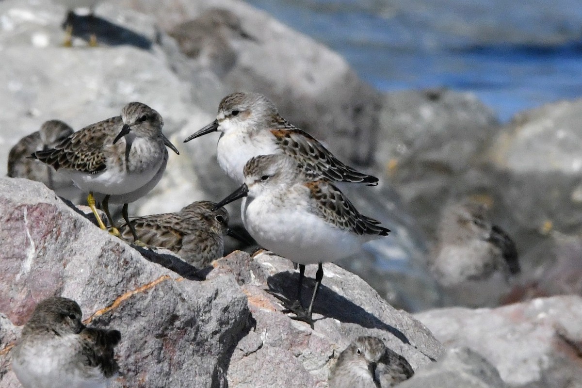 Western Sandpiper - ML643189703