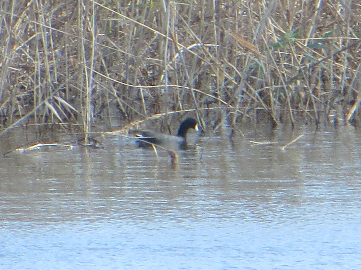 amerikasothøne - ML643189706