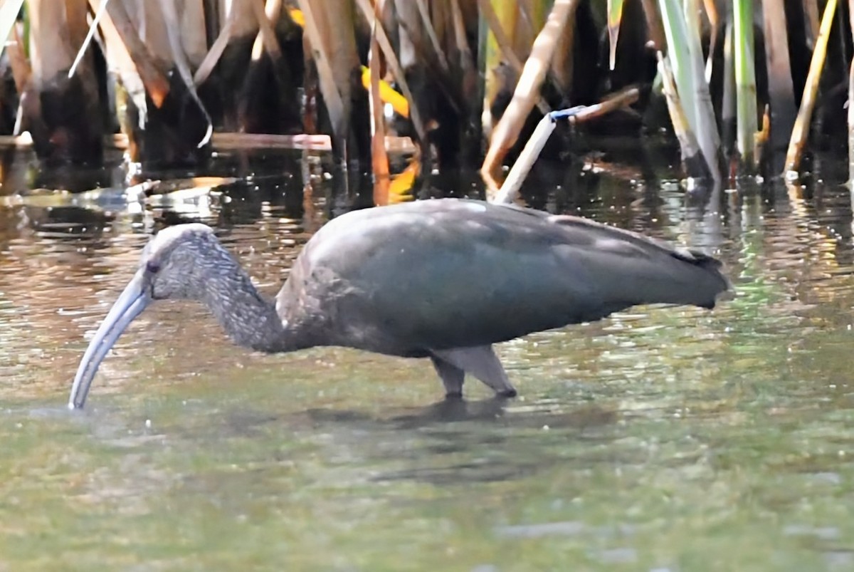 White-faced Ibis - ML643189732