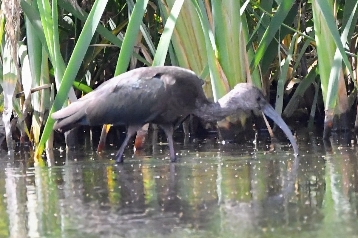 White-faced Ibis - ML643189733