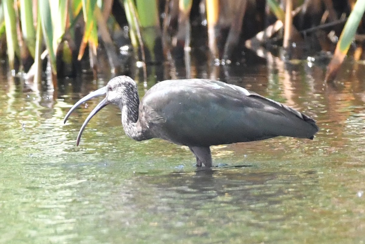 White-faced Ibis - ML643189734