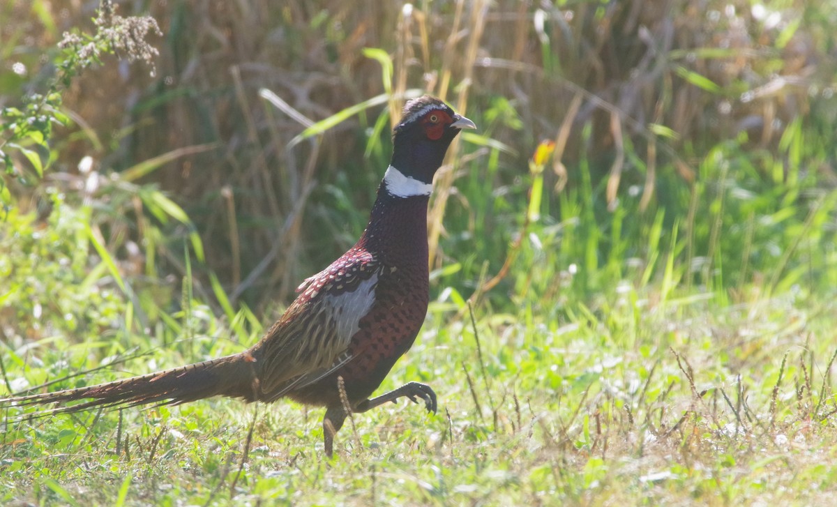 Ring-necked Pheasant - ML643189735