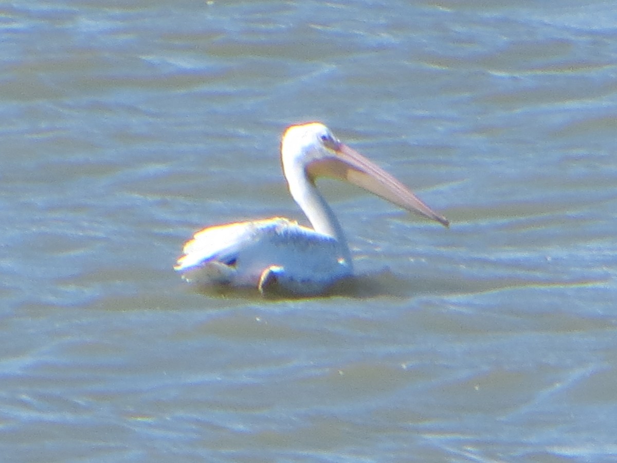 amerikapelikan - ML643189744