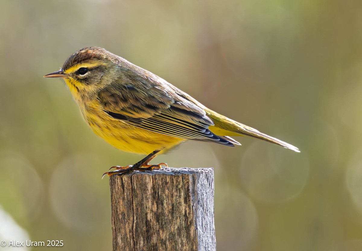 Palm Warbler - ML643189746