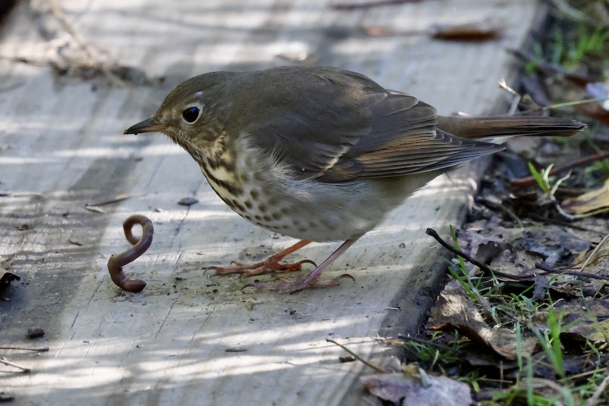 Hermit Thrush - ML643189756