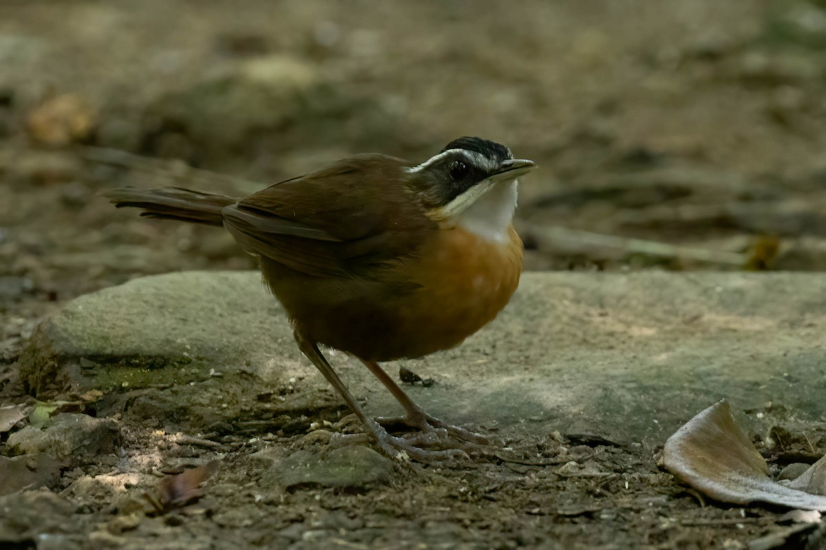Bornean Black-capped Babbler - ML643189761