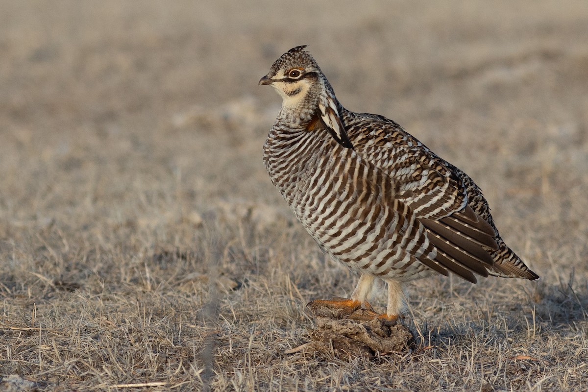 Tétras des prairies - ML643189763