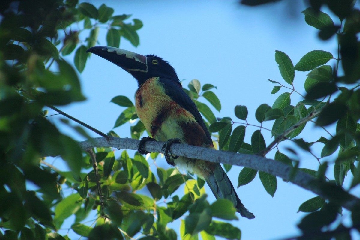 Collared Aracari - ML643189768