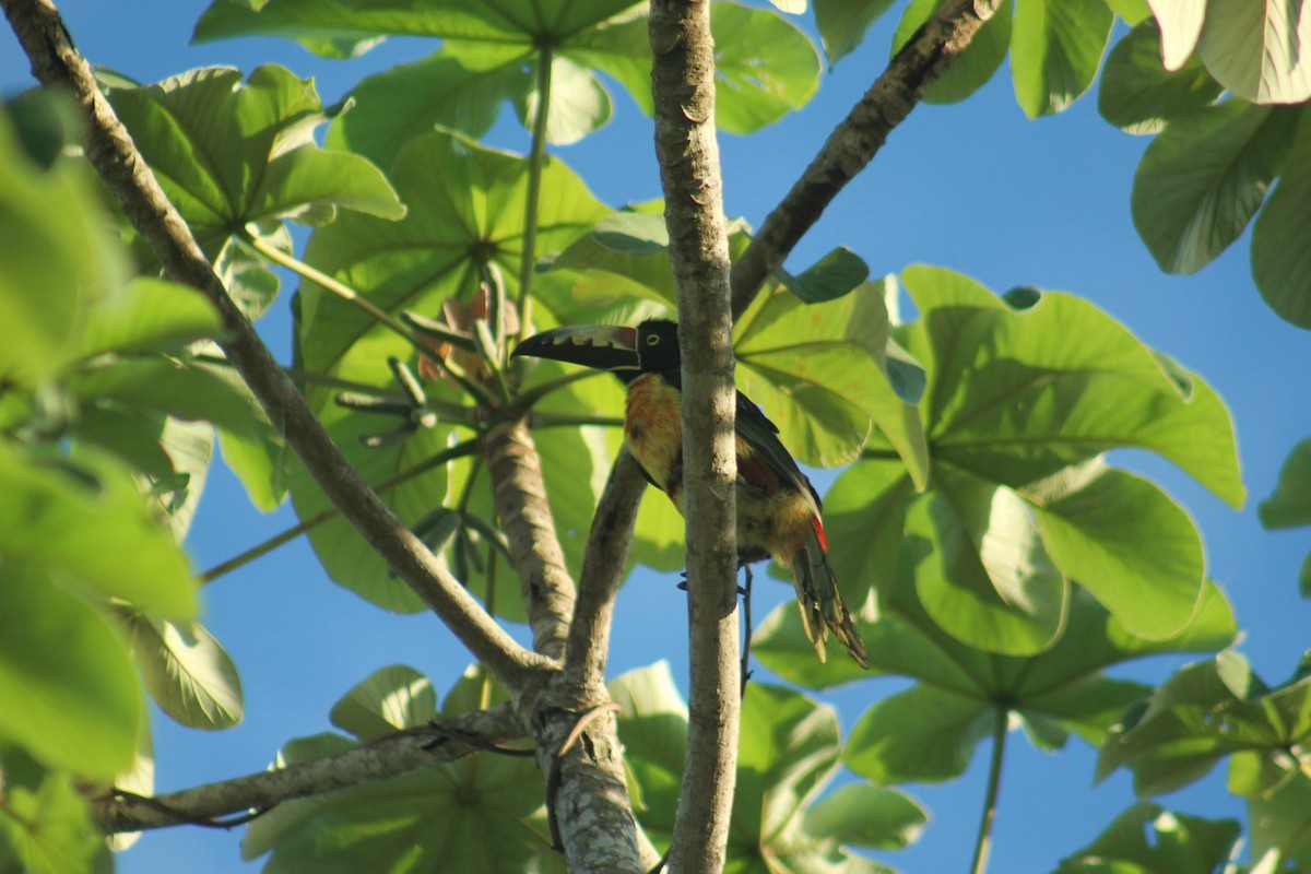 Collared Aracari - ML643189769