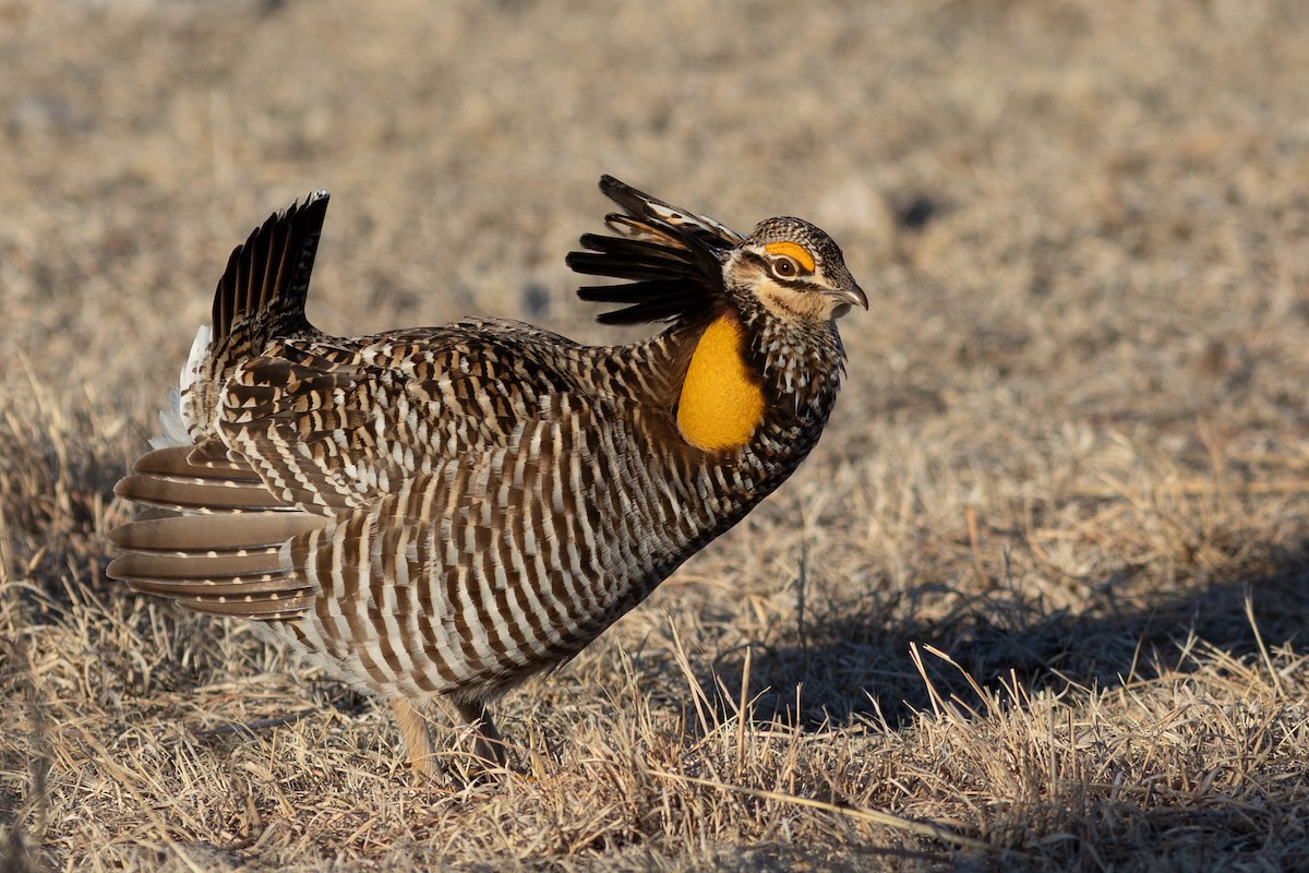 Tétras des prairies - ML643189776