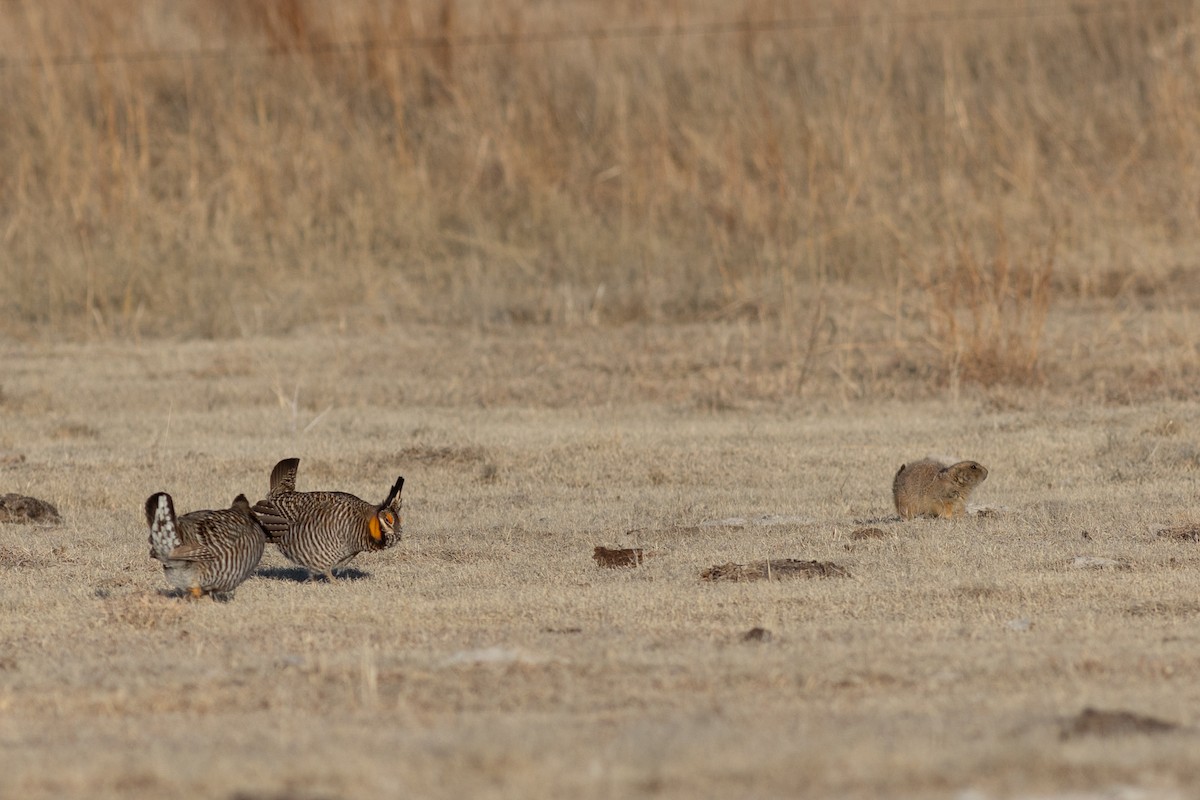 Tétras des prairies - ML643189784