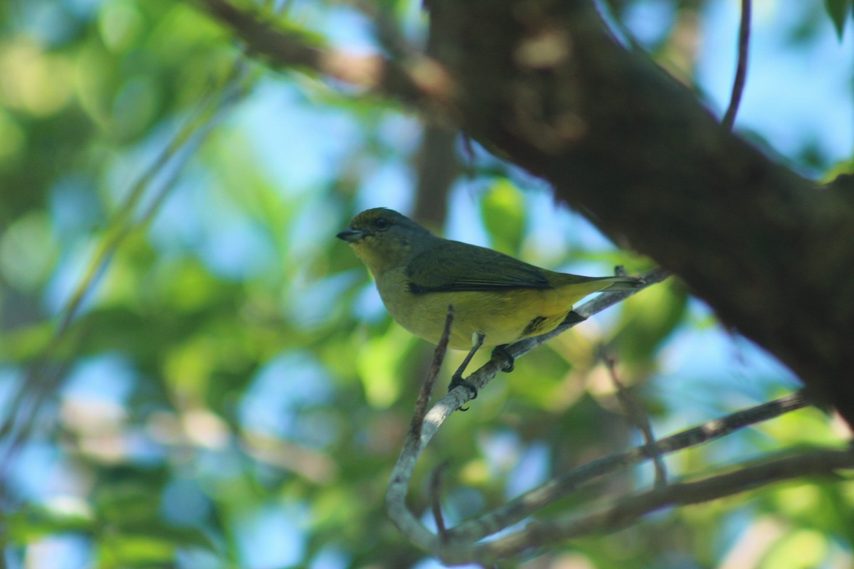 Scrub Euphonia - ML643189790