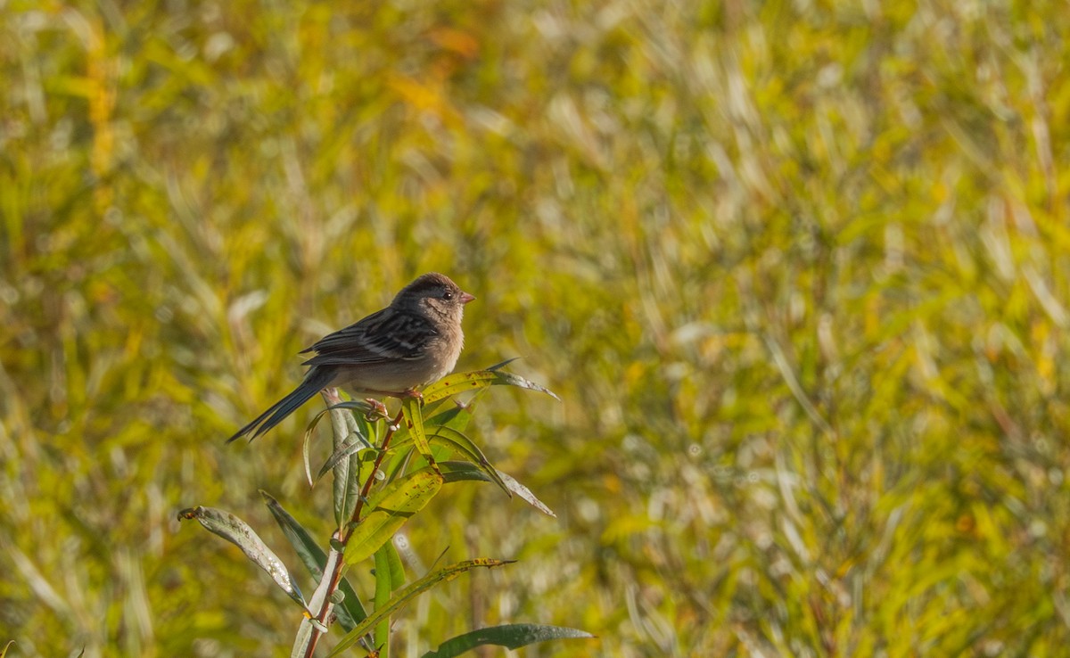 Field Sparrow - ML643189811