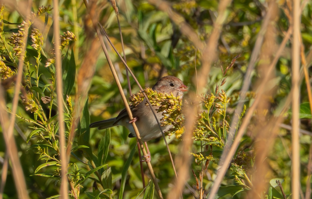 Field Sparrow - ML643189812