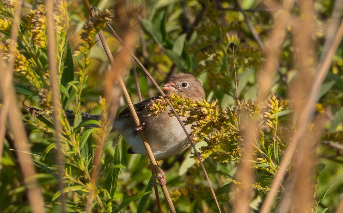 Field Sparrow - ML643189814