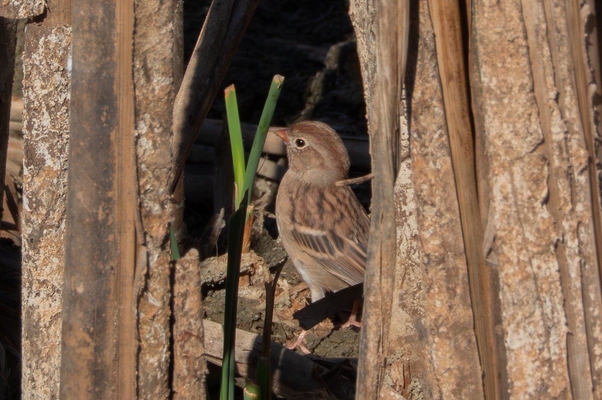 Field Sparrow - ML643189815