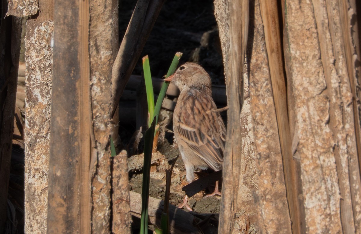 Field Sparrow - ML643189816
