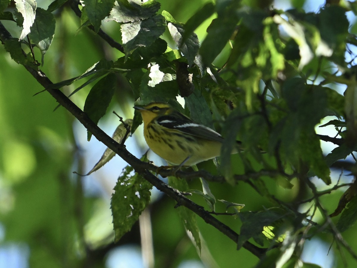 Blackburnian Warbler - ML643189817