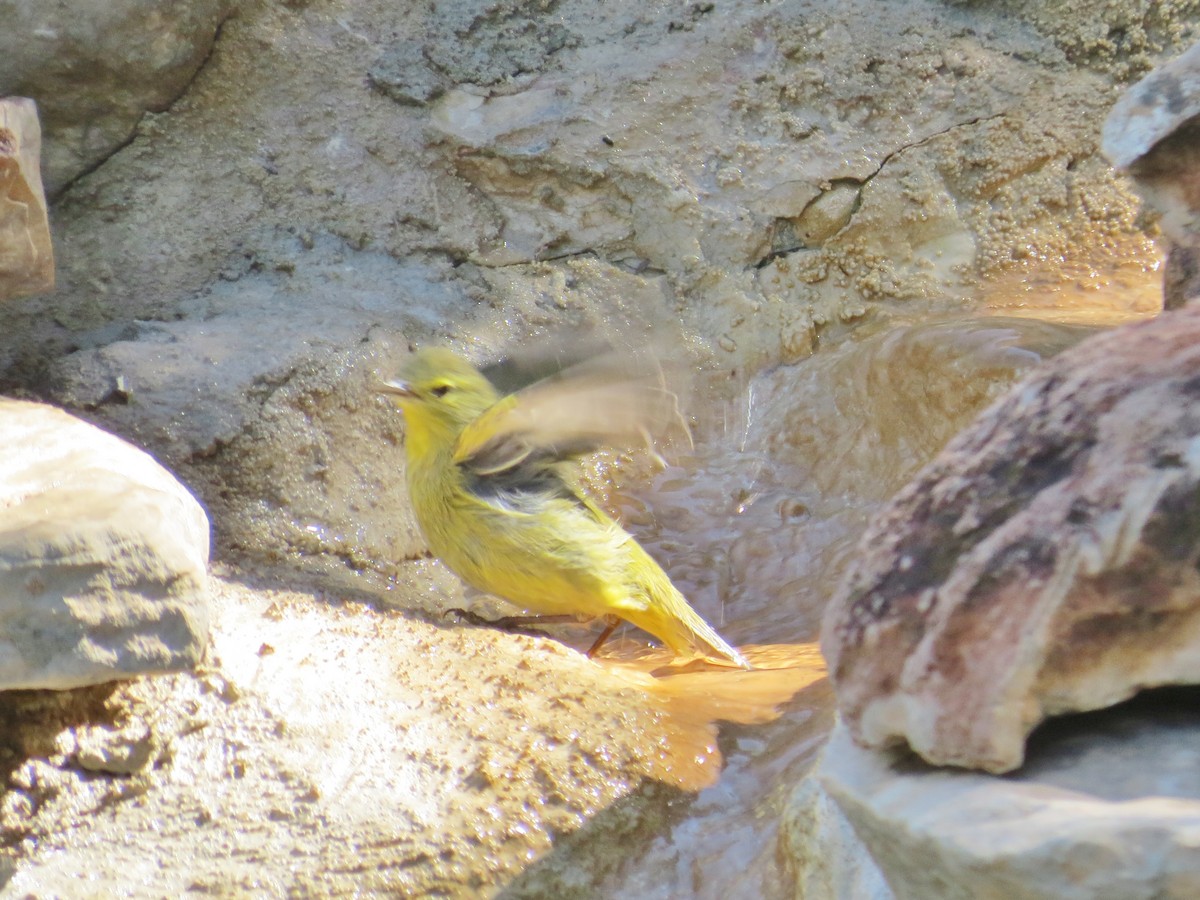 Orange-crowned Warbler - ML643189825
