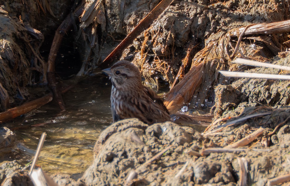 Song Sparrow - ML643189828