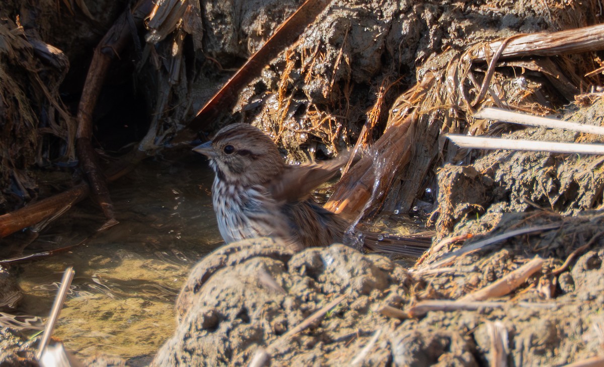 Song Sparrow - ML643189829