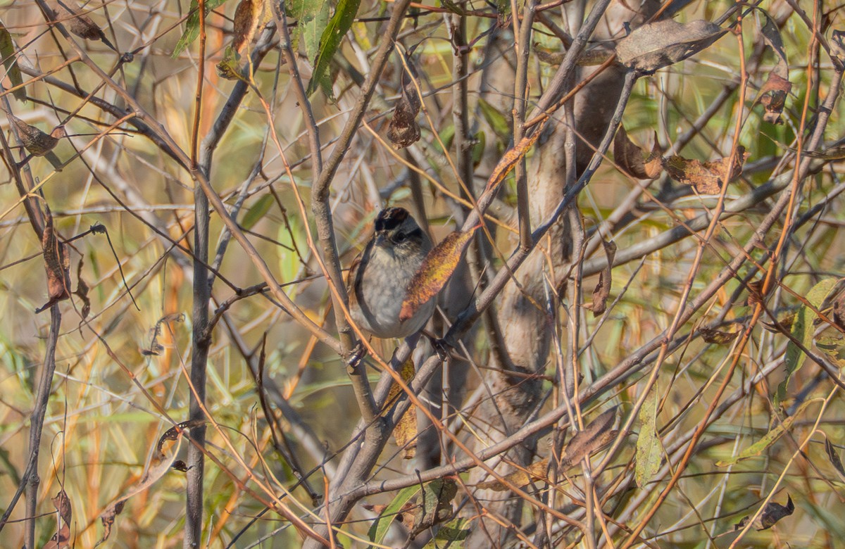 Swamp Sparrow - ML643189836