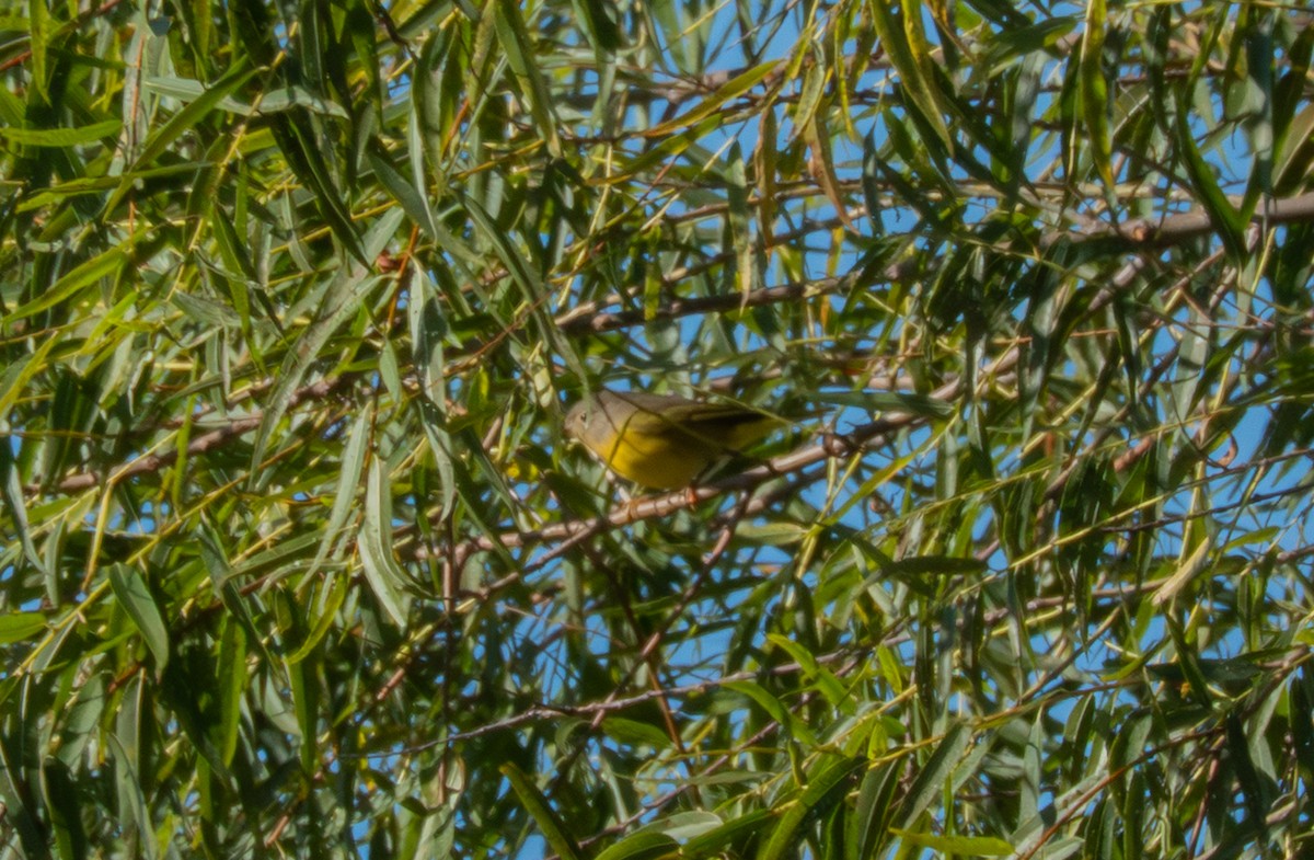 Nashville Warbler - ML643189841