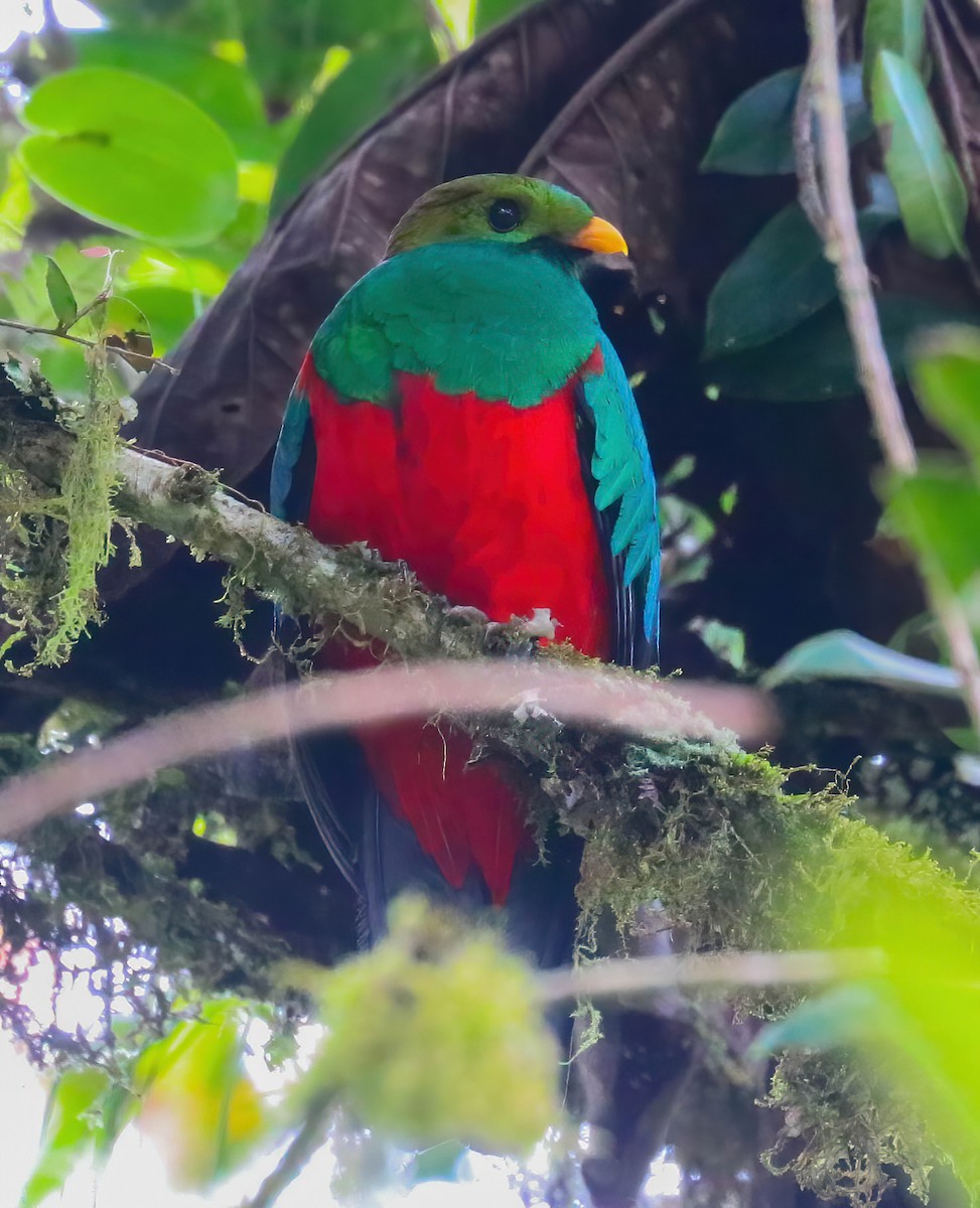 Golden-headed Quetzal - ML643189849