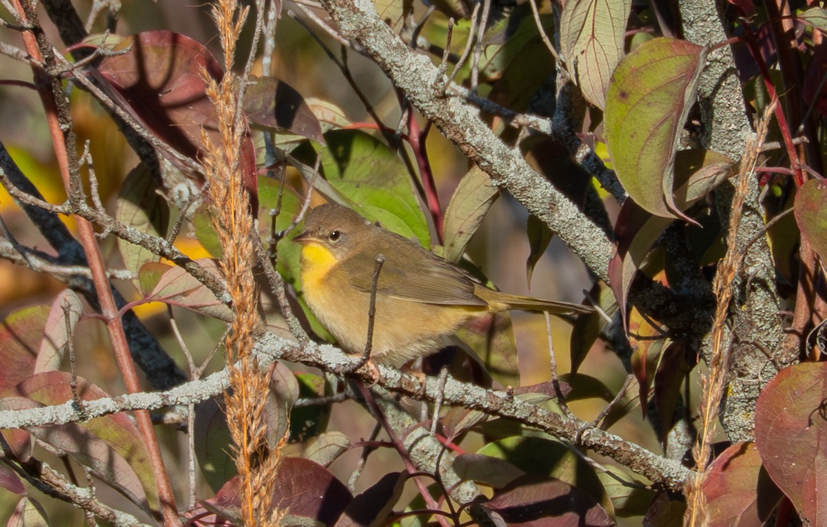 Common Yellowthroat - ML643189854