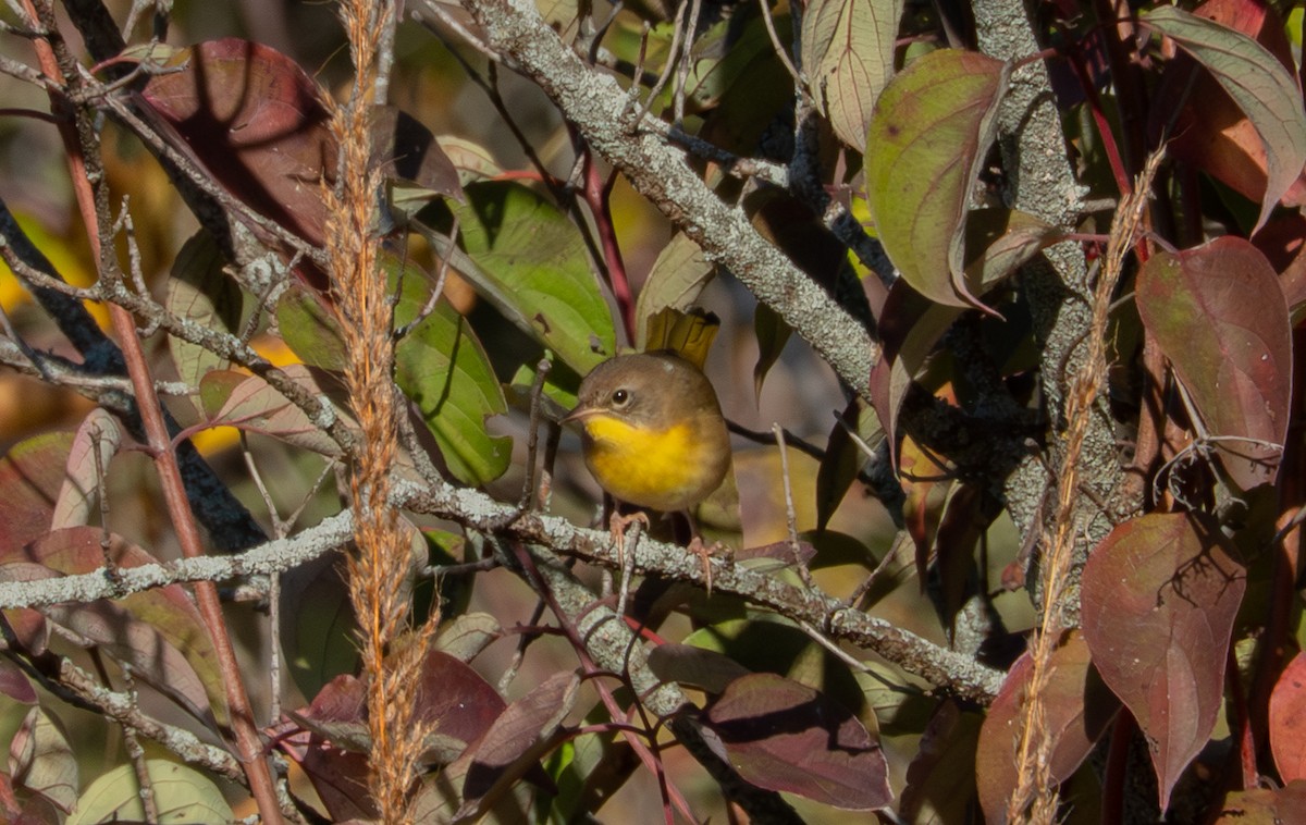 Common Yellowthroat - ML643189855