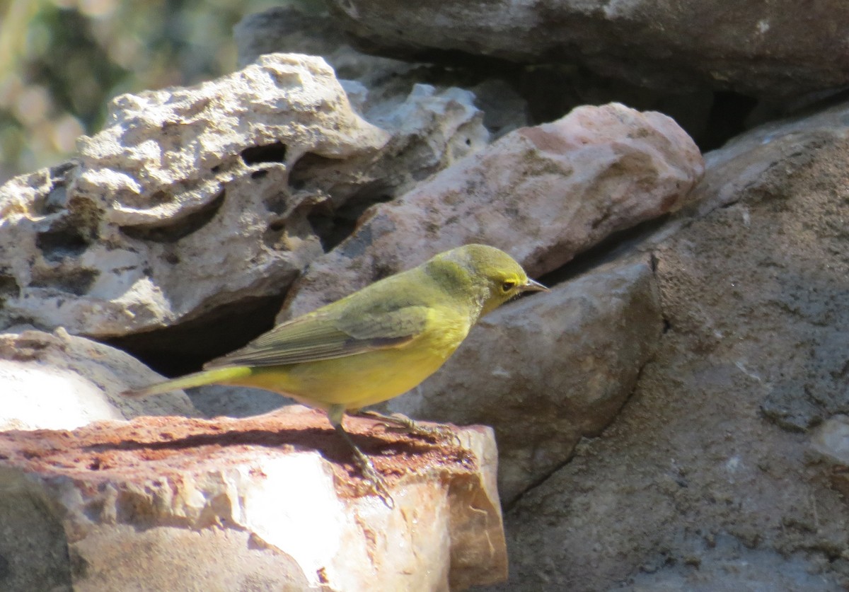 Orange-crowned Warbler - ML643189856