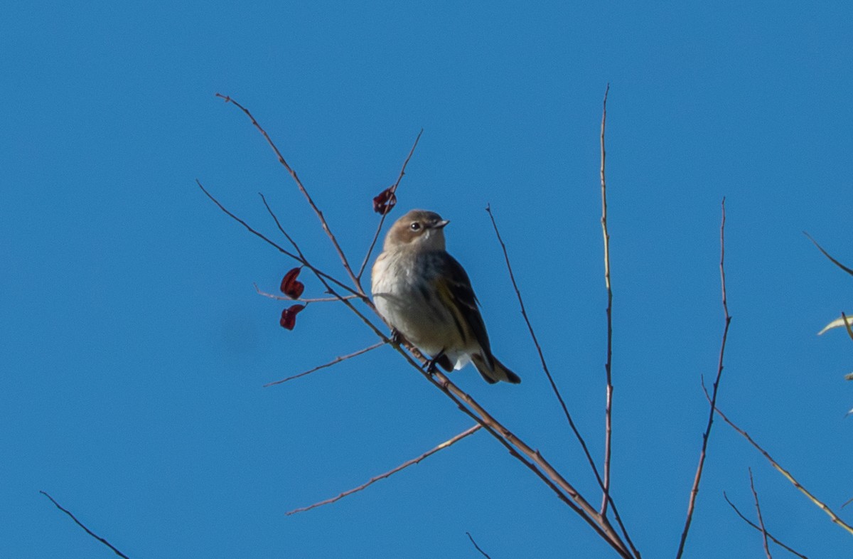 Yellow-rumped Warbler - ML643189861