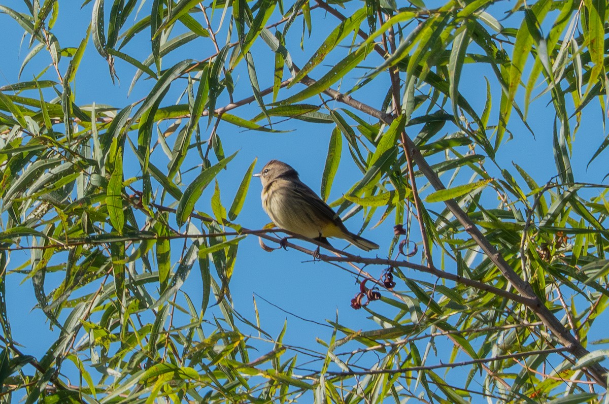 Palm Warbler - ML643189862