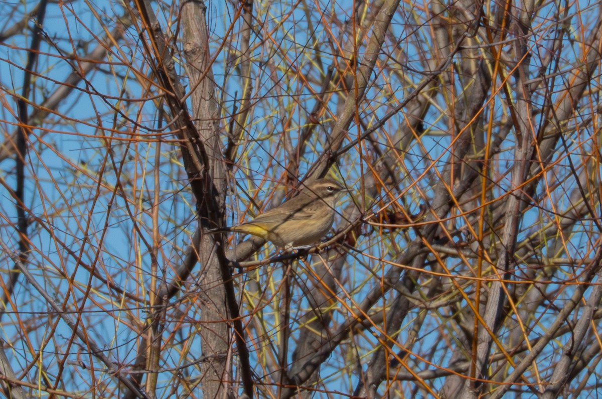 Palm Warbler - ML643189863