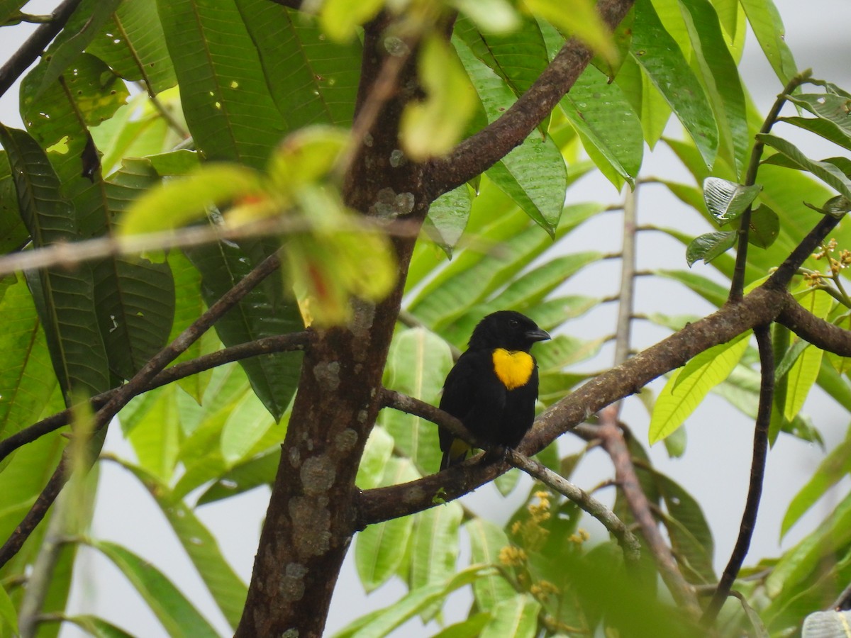 Golden-chested Tanager - ML643189868