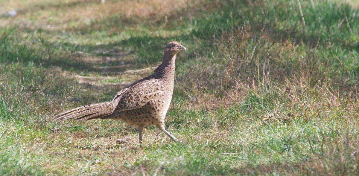 Ring-necked Pheasant - ML643189880
