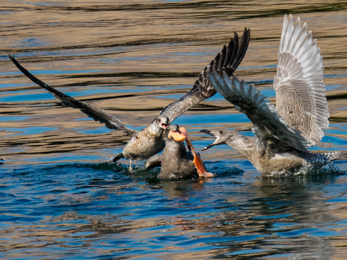 Glaucous-winged Gull - ML643189902